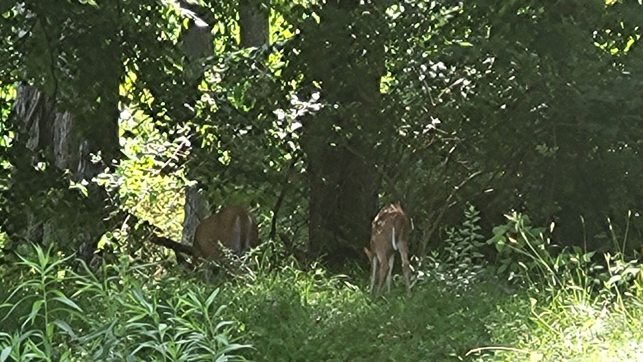 Photo of Others in Vestal