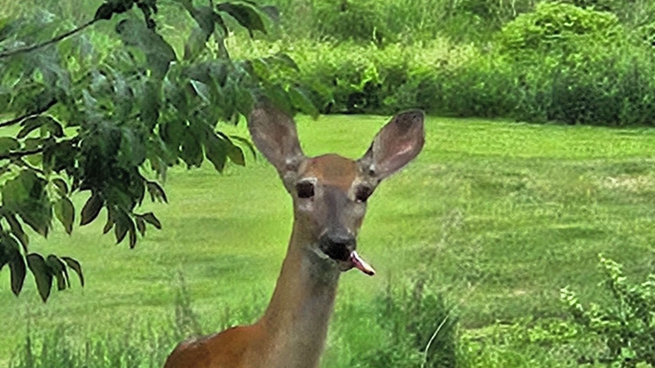 Photo of Others in Thompson