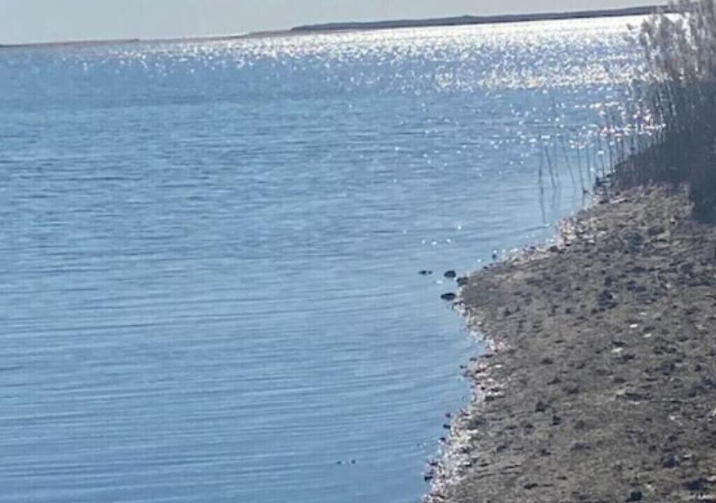 Photo of Others in Chilmark