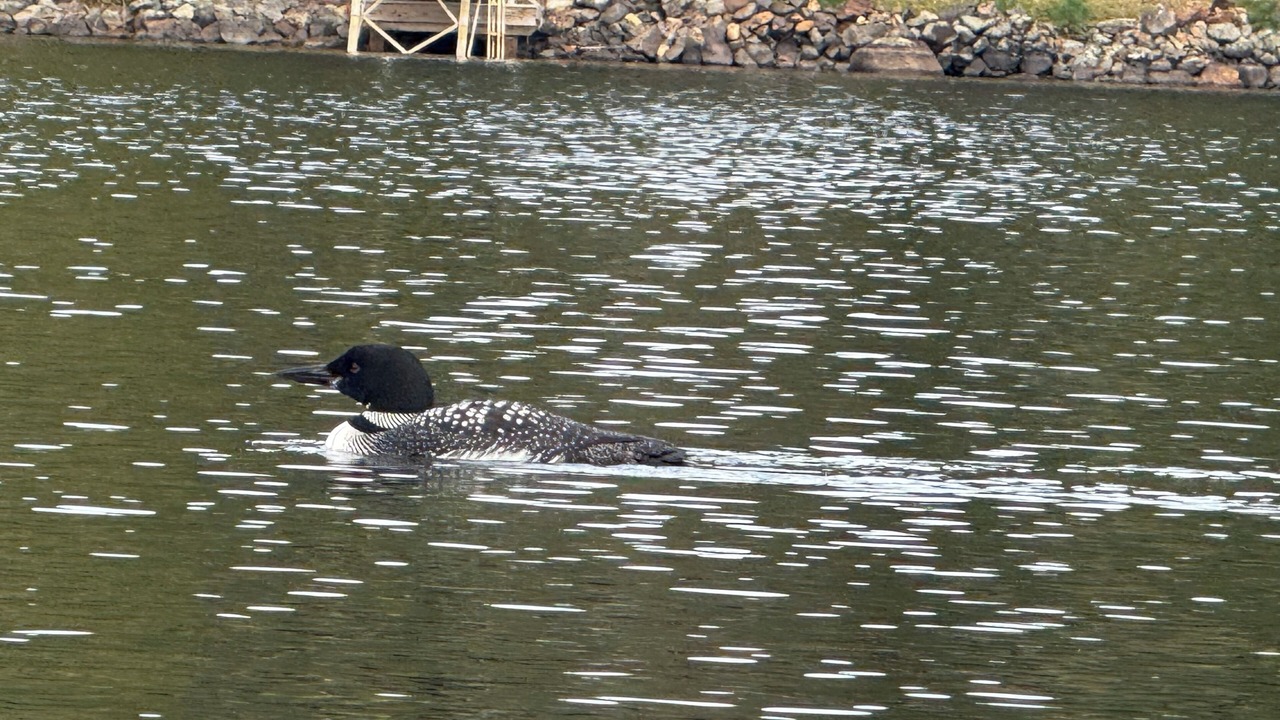 Photo of Others in Gilmanton