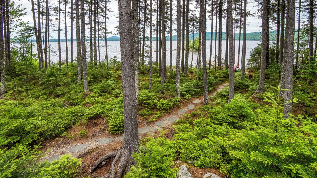 Photo of Others in Rangeley Plantation