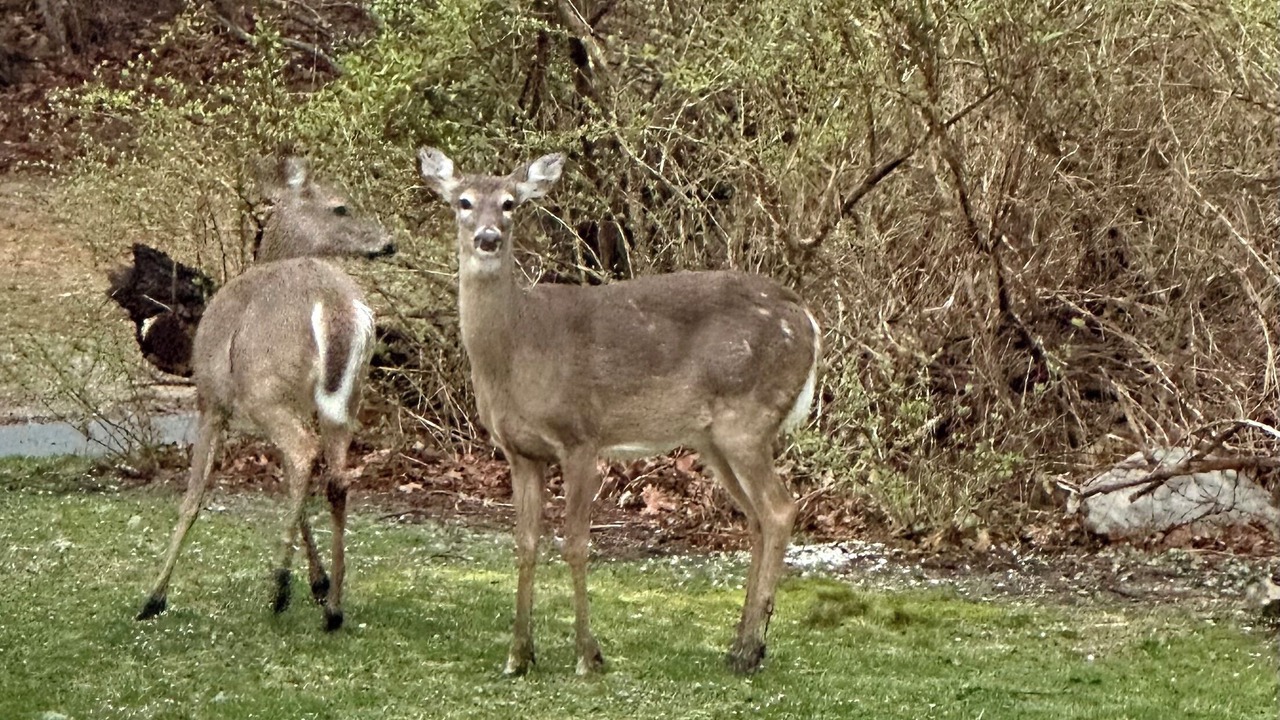 Photo of Outdoor in Eastham