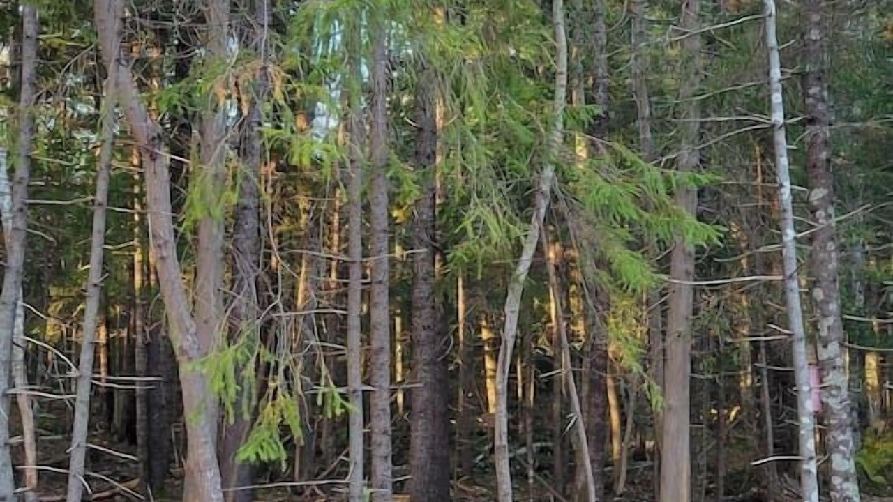 Photo of Others in Seal Harbor