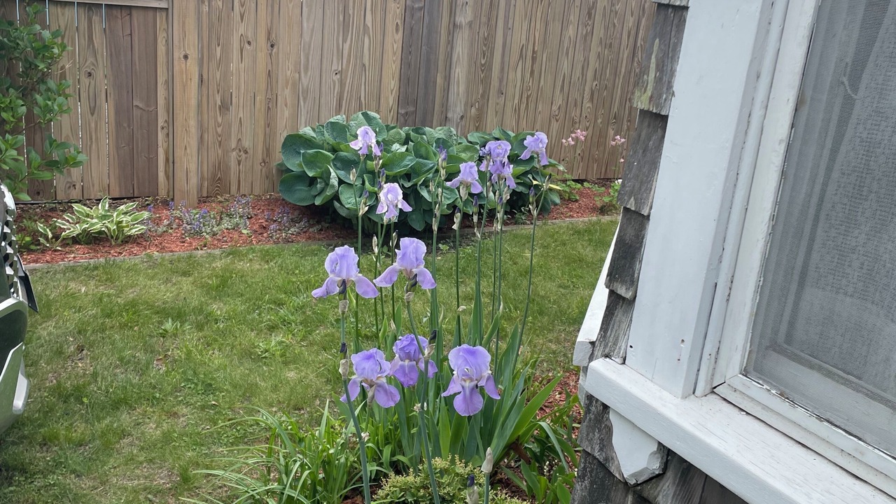 Photo of Outdoor in Oak Bluffs