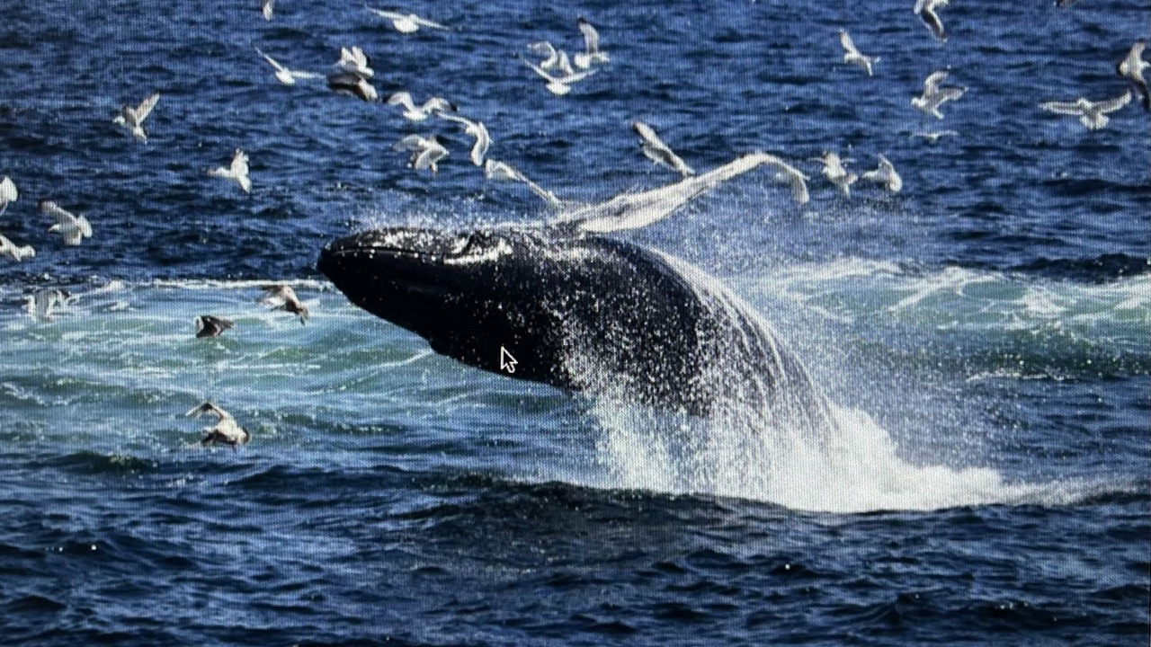 Photo of Others in Hyannis