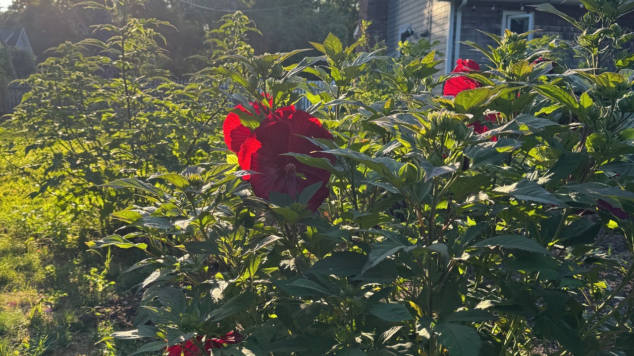 Photo of Outdoor in Cotuit