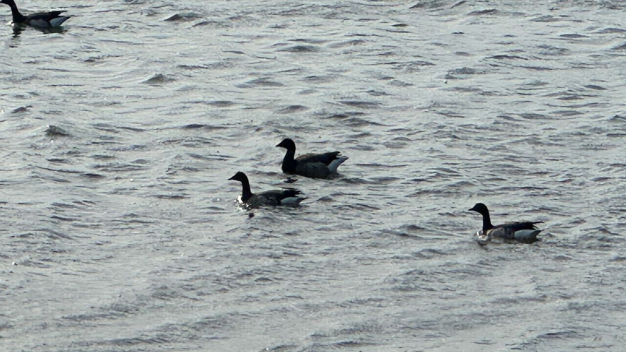 Photo of Others in Head of the Harbor