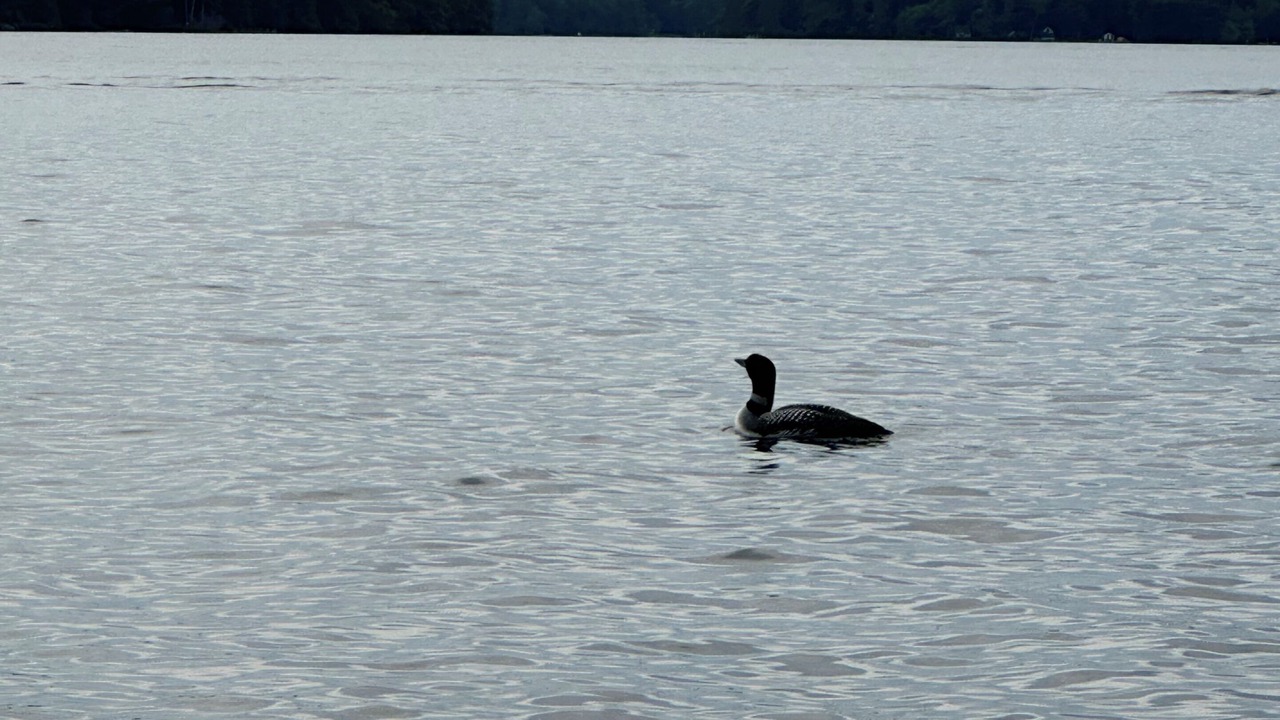 Photo of Others in Gilford