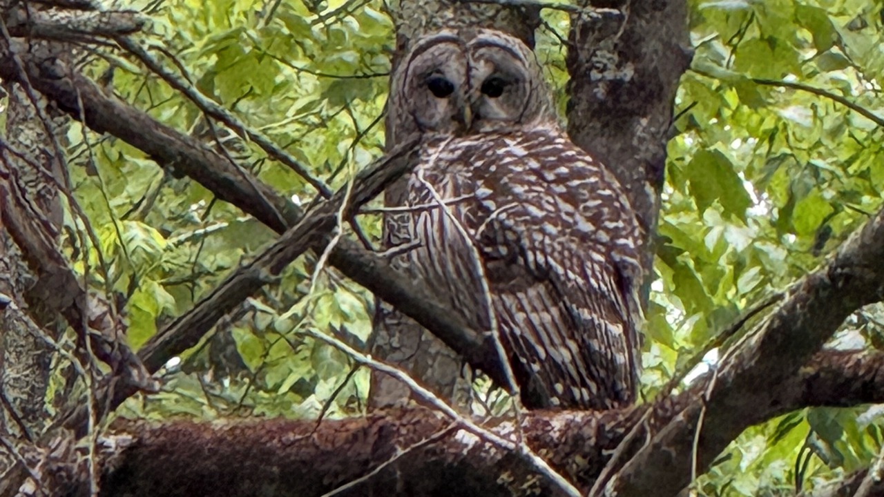 Photo of Others in Williamsburg