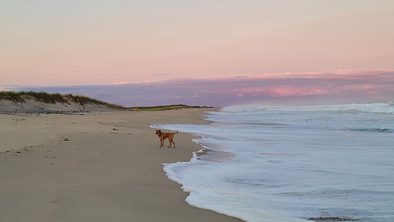 Photo of Others in West Tisbury