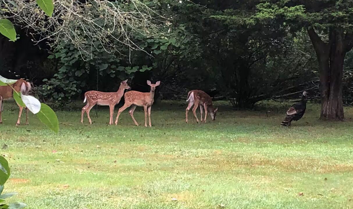 Photo of Others in Tiverton