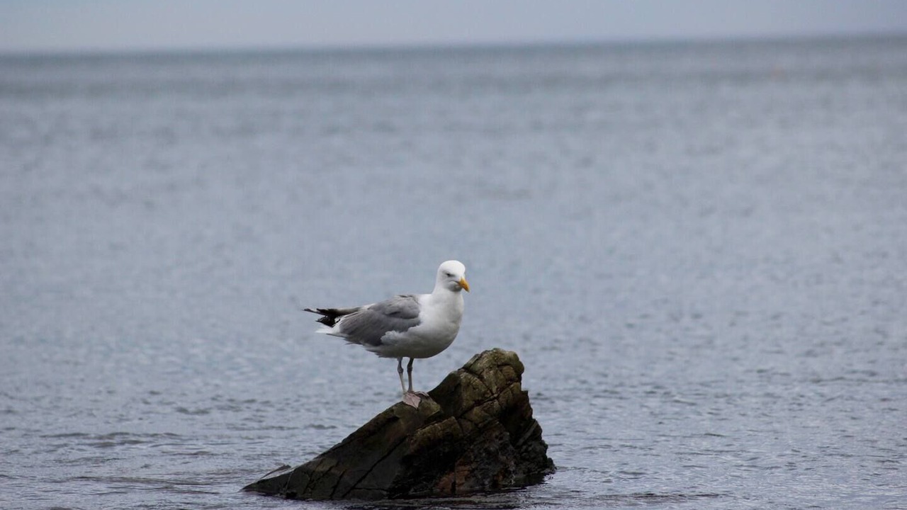 Photo of Others in Pond Cove