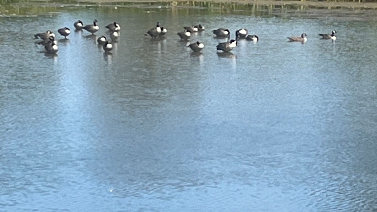 Photo of Others in Whitehall