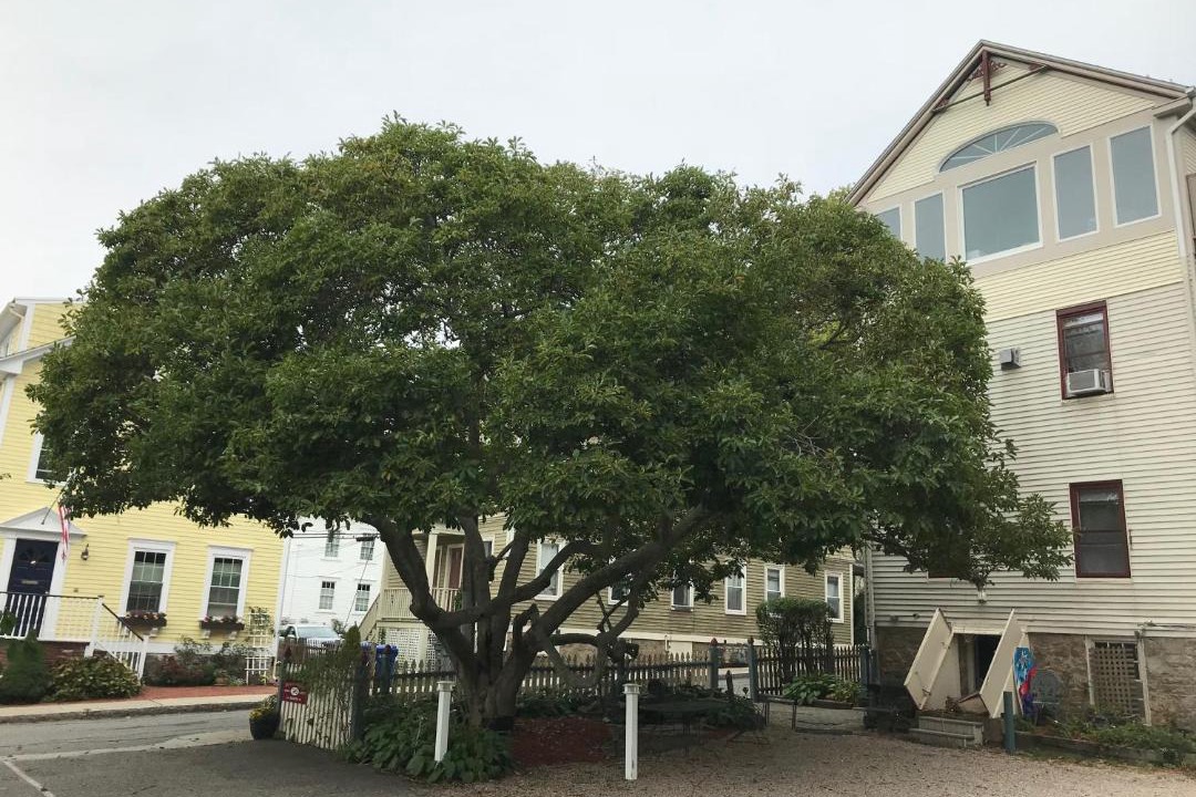 Photo of Buildings in Yachting Village